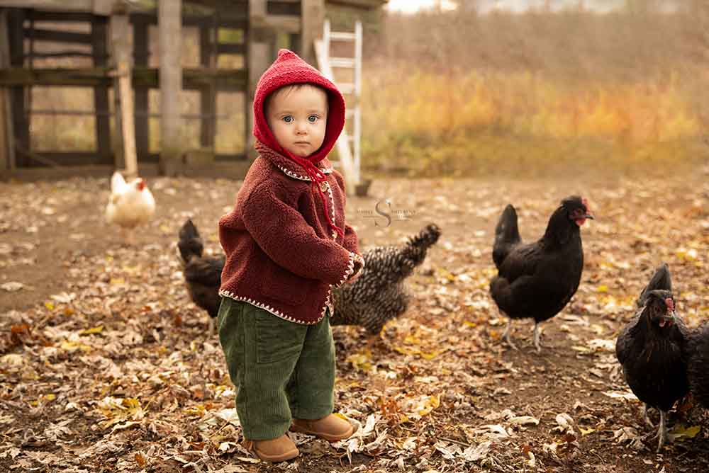 A toddler child surrounded by chickens with Simply Shelayna baby photography in CNY.