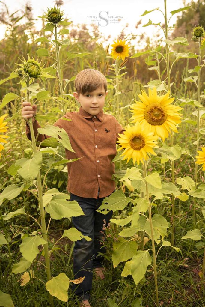 A young boy stands in between some short sunflowers with Simply Shelayna Family Photography in CNY.