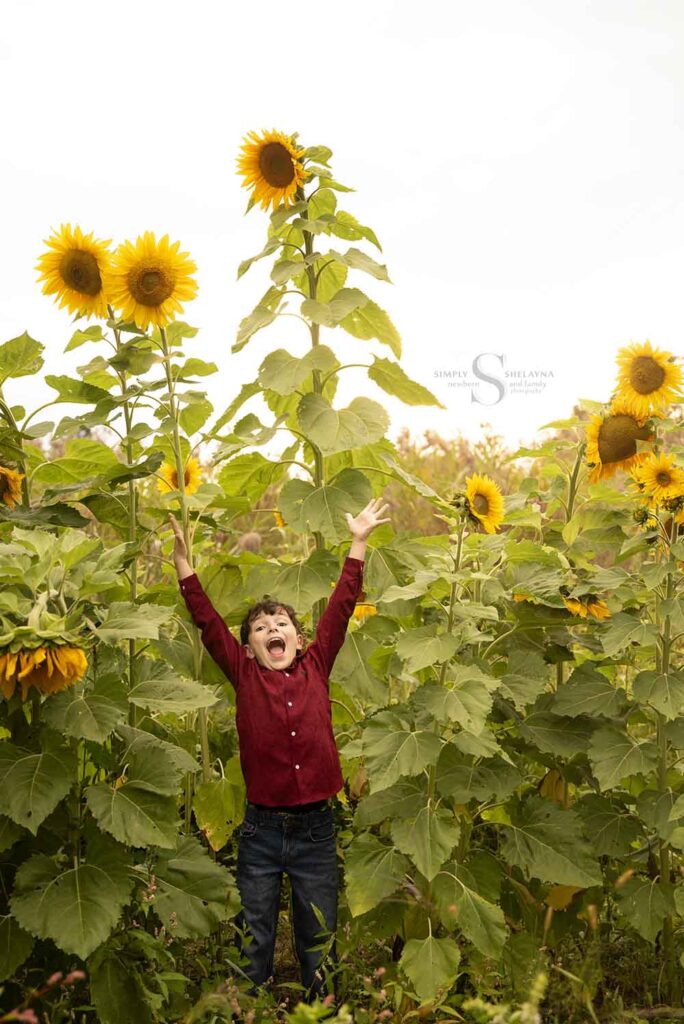 A young boy throws his hands up in the air revealing the mammoth sunflowers towering over his head with Simply Shelayna Family Photographer in Syracuse NY.