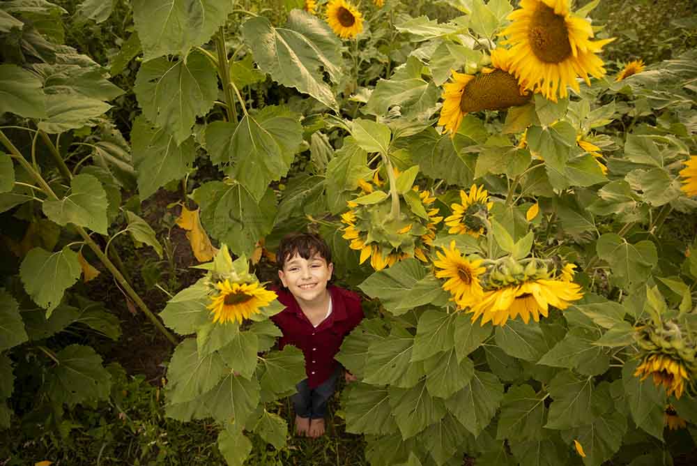 A birds eye view of a young boy tucked inside a field of sunflower with Simply Shelayna Family Photography in CNY. 