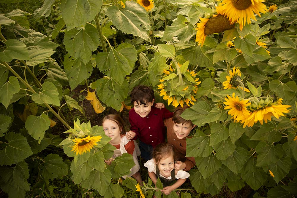A birds eye view of a four young children tucked inside a field of sunflower with Simply Shelayna Family Photography in CNY. 