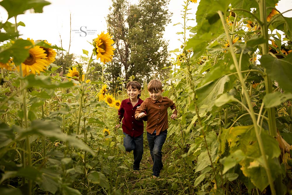 Two young boys race through a field of sunflowers with Simply Shelayna Family Photography in Syracuse NY.