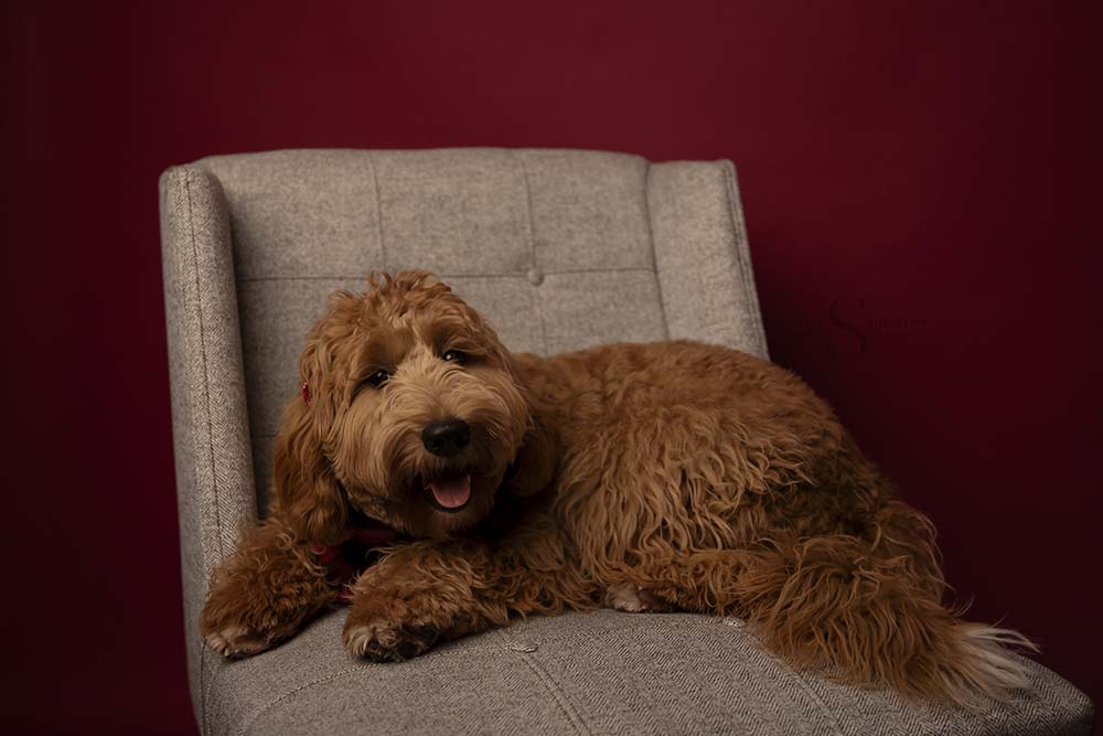 Andrea contacted me for Christmas portrait for her and her fiancé. As a special bonus, we had her beautiful pup, Sofia, in the studio too!