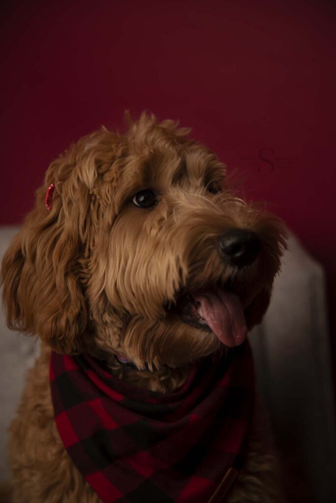 A golden doodle dog wears a buffalo checked hankie for a Christmas portrait with Simply Shelayna Pet photographer in CNY.